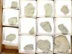 Lot: Blastoid Fossils On Shale From Illinois - Pieces #134134-1
